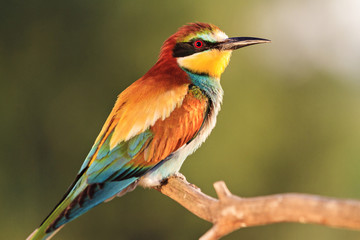 exotic colored bird in the rays of the sun