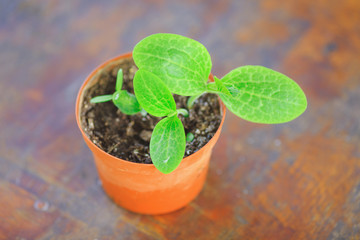 little green seedling in the pot