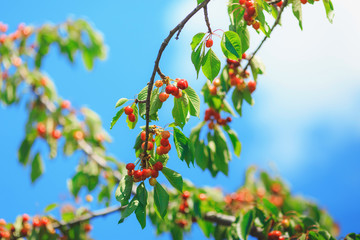 cherry or sweet cherry on the tree