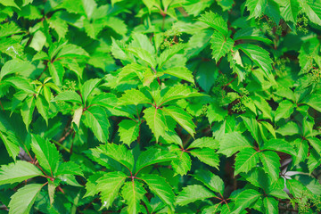 green background of grape leaves