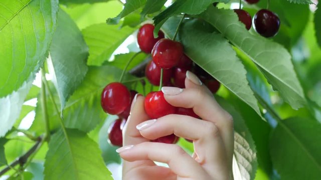 Female hand pulls a ripe red cherry from tree in the garden. Eat fruits from tree at summer season.