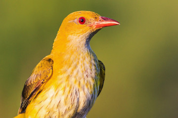 Oriole wonderful exotic bird with yellow feathers