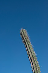 cactus in blue sky