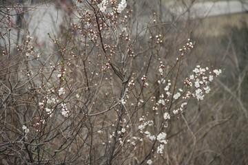 flower in mountain during spring surrounded with pollution 