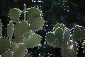 Opuntia (prickly pear)