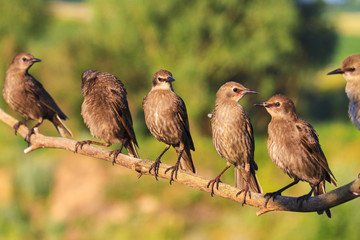 Young starlings flock in line sitting on a branch