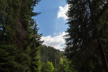 Sky and trees in mountain
