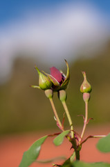 Obraz premium bud roses 