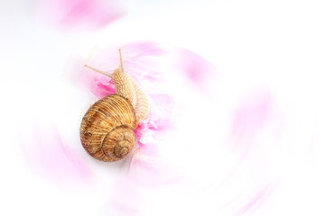 snail fountain with pink flowers