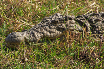 A Nile Crocodile's head