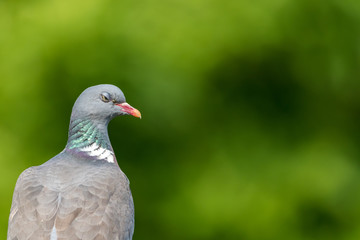 Ringeltaube vor grünem Hintergrund