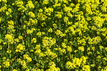 mustard field, yellow blooming mustard