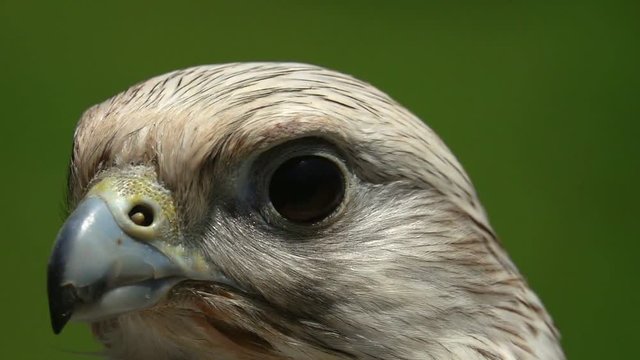 Portrait of Laggar Falcon Bird (Falco jugger)