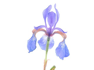 blue iris on white background