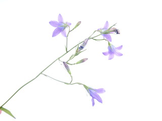 blue flower bell on white background