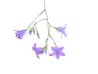 Obraz na płótnie Canvas blue flower bell on white background