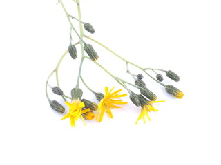 St. John's wort on a white background