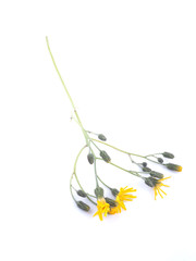 St. John's wort on a white background