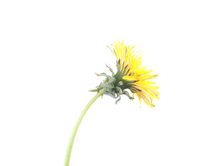yellow dandelion flower on a white background