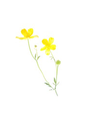 yellow buttercup on a white background