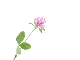 pink clover on a white background