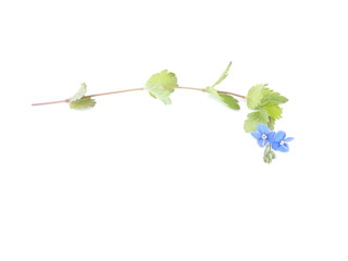 Pansy flower on white background