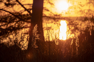 Reeds on land and the sun in the background