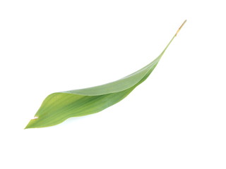 Lily of the valley leaves on a white background