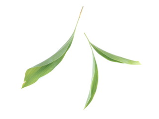 Lily of the valley leaves on a white background