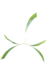Lily of the valley leaves on a white background