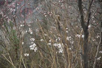 flower in mountain during spring surrounded with pollution 