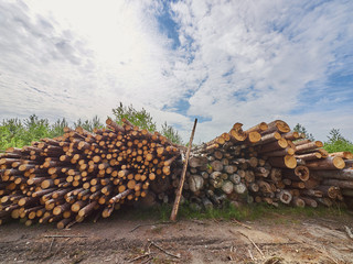felled forest by the road
