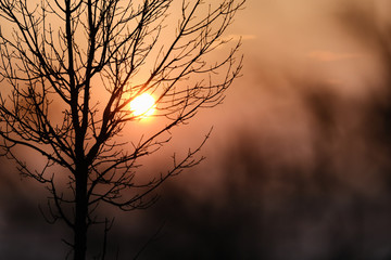 A tree with no leaves and the sun shining through