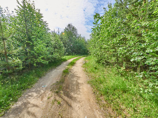 Fototapeta premium dirt road in the forest