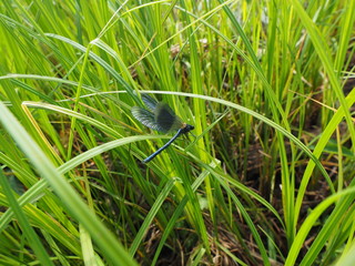 dragonfly in the grass. summer