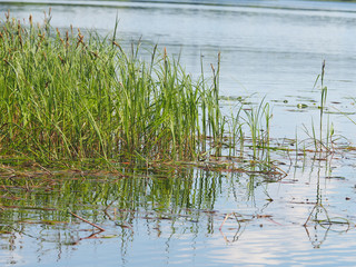 water grass in the river