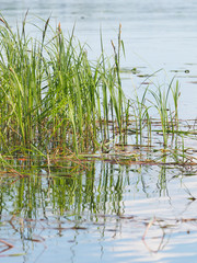 water grass in the river