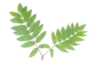 leaves of mountain ash on white background