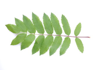 leaves of mountain ash on white background