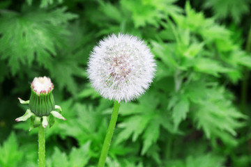 dandelion fluffy and white, close-up