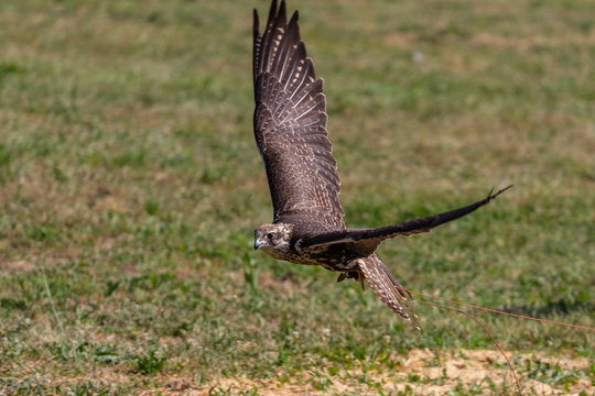 Falco in volo radente