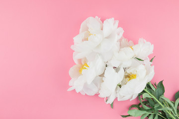 Blooming white peony flowers