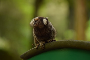 sagui