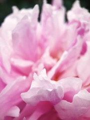 Beautiful pink peony flower in the Park close up  