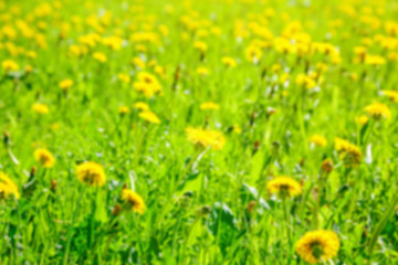 Yellow dandelions background