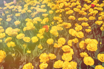 field, tulips, yellow, color, sunny effect, bright, flowers, yellow light effect