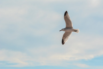 Flug einer Möve am Meer
