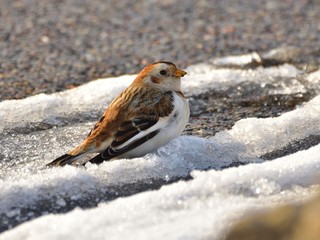 The snow bunting (Plectrophenax nivalis) in winter plumage