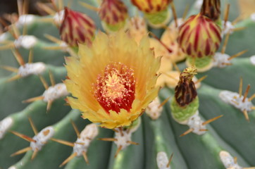 Obraz premium Kakteenblüte