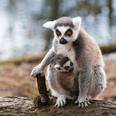 Cub katta lemur  with mother